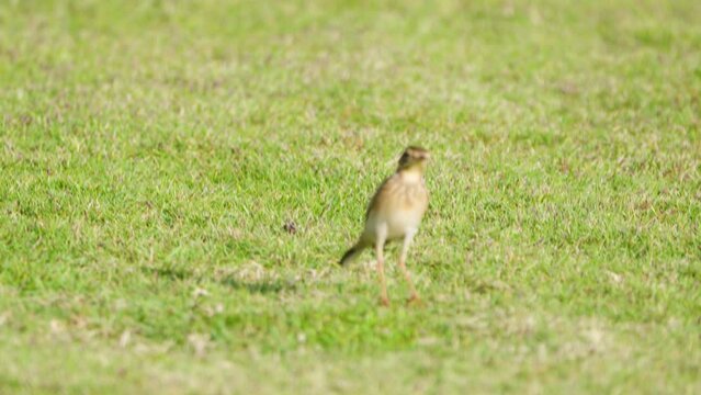 Paddyfield Pipit or Oriental Pipit (Anthus rufulus) Runs Through Green Grass Lawn Stops and Stares Around