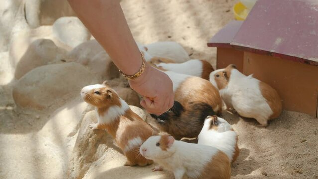 Farmer's Hand Feeding Domestic Guinea Pigs, One Cuy Bite Carrot Stick and Being Lifted Up in Slow Motion