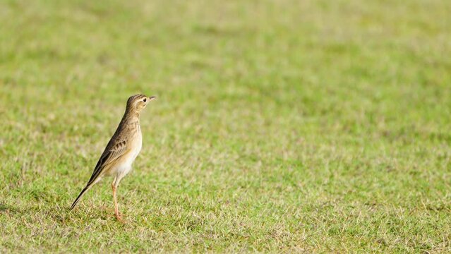 Paddyfield Pipit or Oriental Pipit (Anthus rufulus) Perched on Cut Green Grass Lawn and Stares  Looking Out - profile