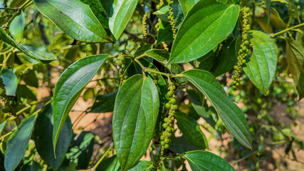 Unripe green peppercorns on a vine with lush leaves in a tropical plantation setting