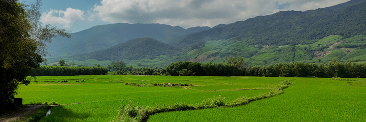 Fototapeta na wymiar Lush green rice fields with a mountain backdrop under a partly cloudy sky, depicting rural tranquility and agricultural beauty