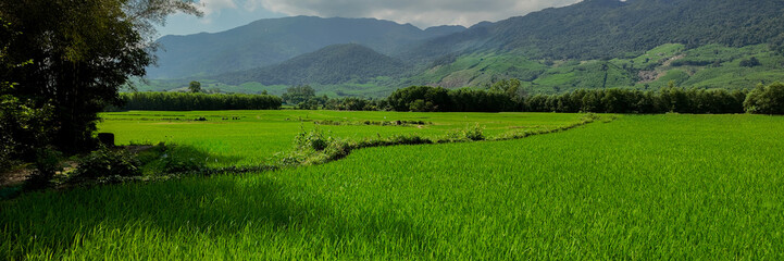 Lush green rice fields with a backdrop of rolling hills, showcasing rural farmland serenity  Earth...