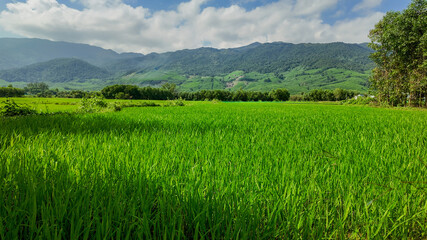 Lush green rice field with mountains in the background on a sunny day, depicting rural agricultural landscape