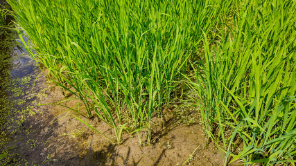 Lush green rice paddy field with standing water reflective of agricultural and rural life concepts