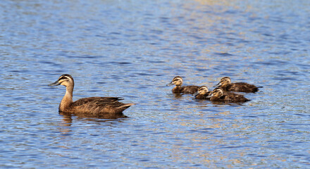 Mother pacific black duck bird and her ducklings swimming gracefully on a lake of water