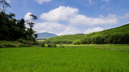 Lush green rice paddies with a backdrop of forested hills under a cloudy blue sky, depicting serene agricultural scenery  Earth Day concept