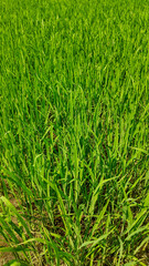 A close-up of vibrant green wheat crop in the field, symbolizing growth and agriculture