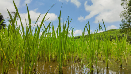 Lush green rice plants growing in a water-filled paddy field against a beautiful blue sky with fluffy clouds