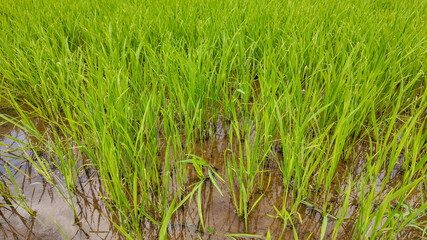 Lush green rice paddy field with standing water reflects sustainable agriculture and rural farming practices