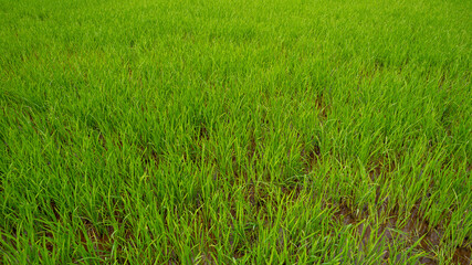 Lush green rice paddy field showing vibrant young rice plants in waterlogged soil, depicting agriculture and rural farming