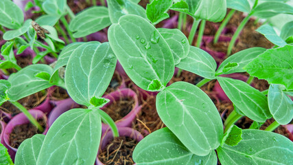 Young green seedlings cucumber leaves, symbolizing growth and sustainable agriculture