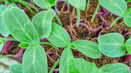 Fresh green seedlings with water droplets growing in rich soil, representing concepts of growth, sustainability, and springtime
