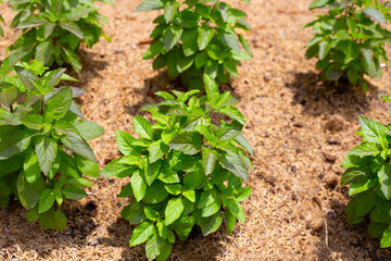 Fresh green leaves of holy basil plant