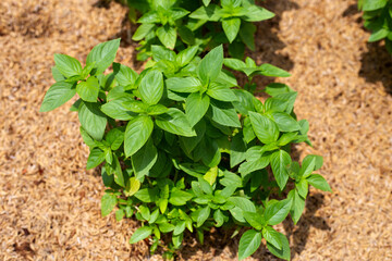 Fresh green leaves of sweet basil plant