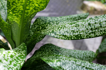 White and green leaves of dracaena Hybrid, Jt Stardust
