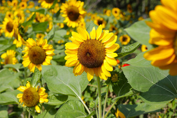 Blooming sunflower fields. Beautiful yellow flower