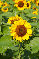 Obraz premium Blooming sunflower fields. Beautiful yellow flower