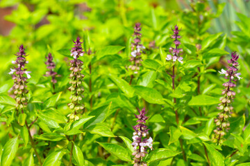 Holy basil with lemongrass and holy basil in vegetable garden. Fresh green leaves of herb plant
