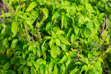 Sweet basil with tree basil in vegetable garden. Fresh green leaves of herb plant
