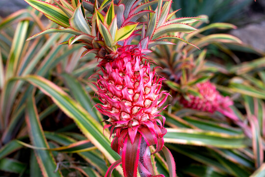 Red pineapple plant in the garden