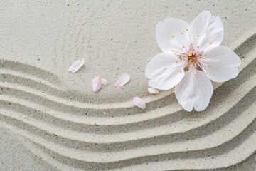 Fototapeta na wymiar cherry blossom flower on zen garden sand pattern