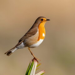 robin on a branch