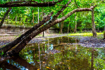 Fototapeta premium The ancient ruins and huge old tree roots.Stone wall covered by big tree root at Beng Mealea or Bung Mealea temple in Angkor complex,Siem Reap,Cambodia