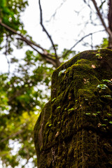 The ancient ruins and huge old tree roots.Stone wall covered by big tree root at Beng Mealea or Bung Mealea temple in Angkor complex,Siem Reap,Cambodia