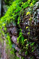 Closeup view of a wall full of grass and lichen.Abandond jungle Khmer temple in Angkor Thom.