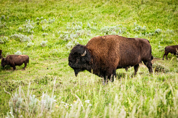 American buffalo bull in the green summer meadow of Hayden Valley, Yellowstone National Park Wyoming, USA