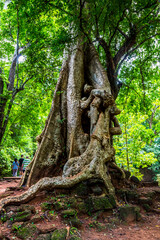 Huge roots of tropical tree.Enormous tree growing over the ruins of Baphuon temple in Angkor Wat complex, near Siem Reap, Cambodia