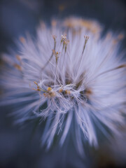 Closeup of dandelion with blurred background, artistic nature closeup. Spring summer meadow field banner. Beautiful relaxing macro photo, sunny spring-summer nature flora. Artistic natural texture