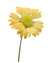 Close up yellow chrysanthemums flower isolated on transparent background.
