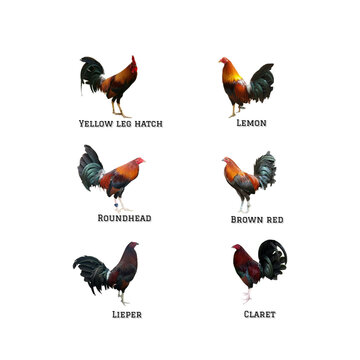 Americal gamefowl breed, Fighting rooster, Gamecock bloodlines