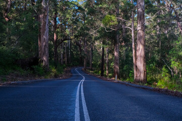 Road through Walpole, Australia