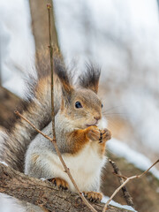Fototapeta premium The squirrel with nut sits on tree in the winter or late autumn