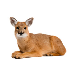 Obraz premium Chinese water deer lying down, isolated on white background