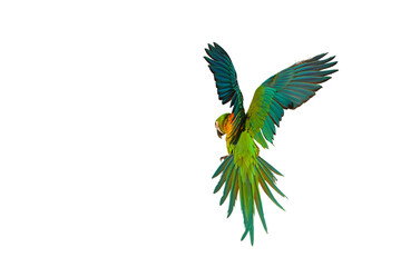 Colorful flying Chestgold Macaw parrot isolated on transparent background. Chestnut-Fronted Macaw mated with Blue And Gold Macaw.	