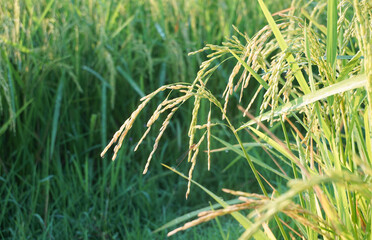 Rice plants in rice fields.