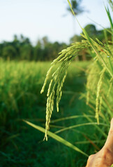 Rice plants in rice fields.