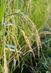Rice plants in rice fields.