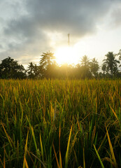 Sunrise in a rice field area in a village.
