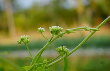 close up of a flower