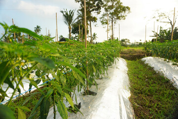 Rows of chili plants in a plantation.