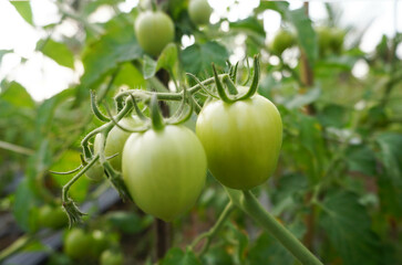 Fresh tomatoes grown in the backyard.
