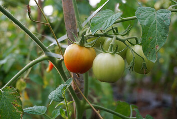 Fresh tomatoes grown in the backyard.