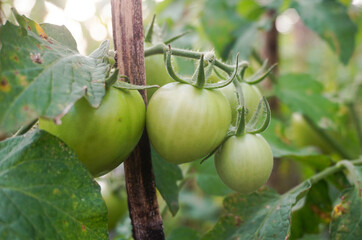 Fresh tomatoes grown in the backyard.