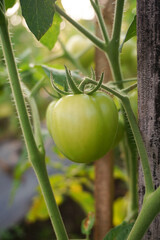 Fresh tomatoes grown in the backyard.