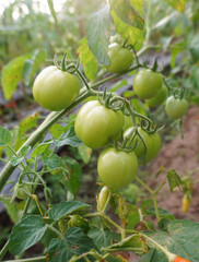 Young and fresh tomatoes in a plantation.