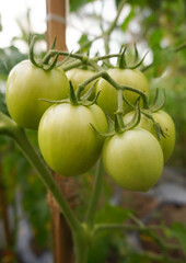 Young and fresh tomatoes in a plantation.